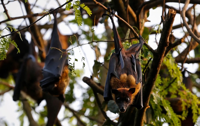 Indian Flying Foxes (Pteropus medius), Kadambazhipuram, Kerala, India